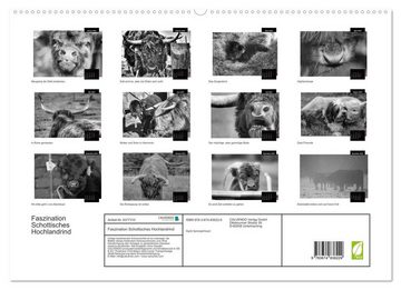 CALVENDO Wandkalender Faszination Schottisches Hochlandrind (Premium, hochwertiger DIN A2 Wandkalender 2023, Kunstdruck in Hochglanz)