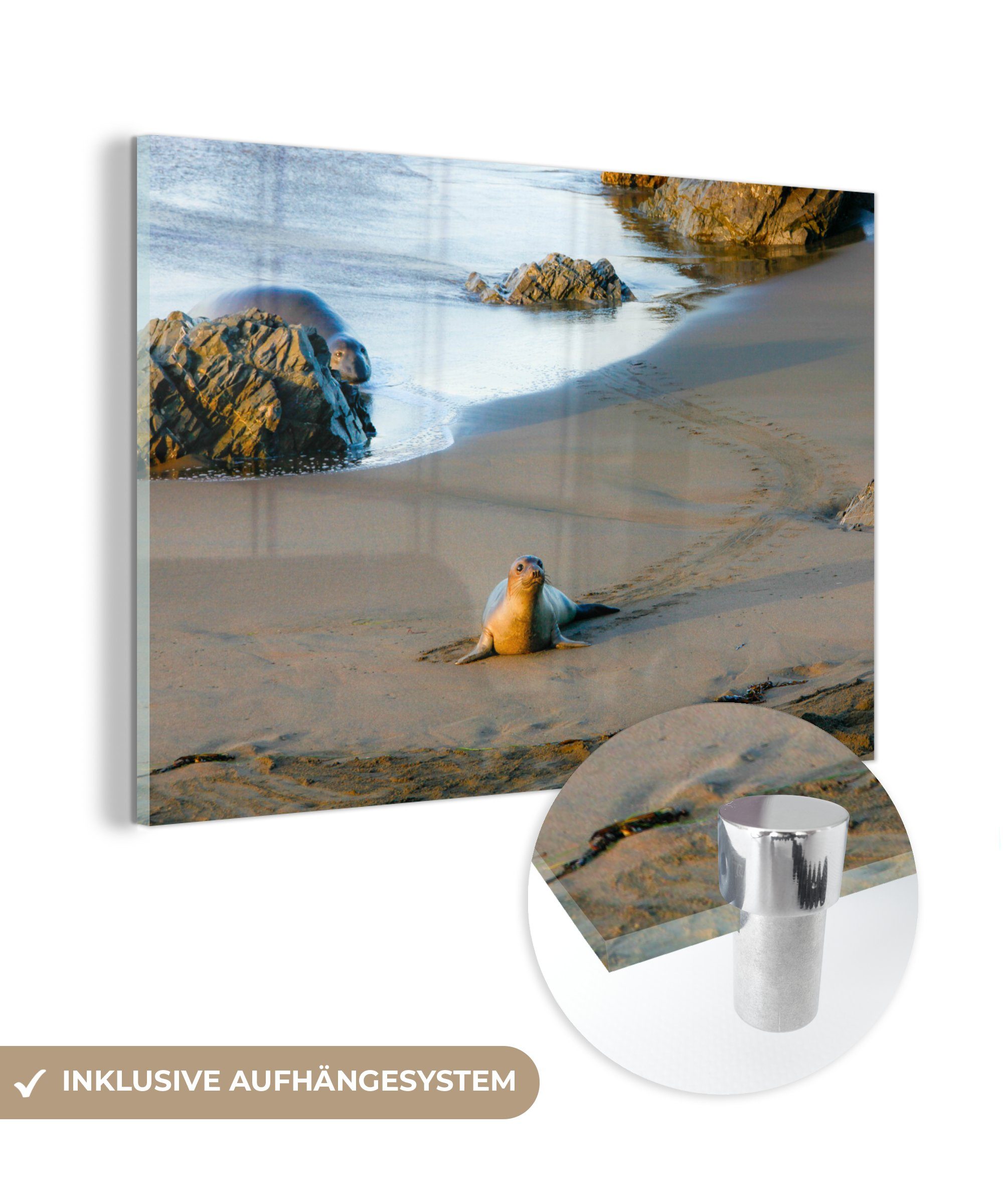 MuchoWow Acrylglasbild Tiere - Robbe - Strand, (1 St), Acrylglasbilder Wohnzimmer & Schlafzimmer