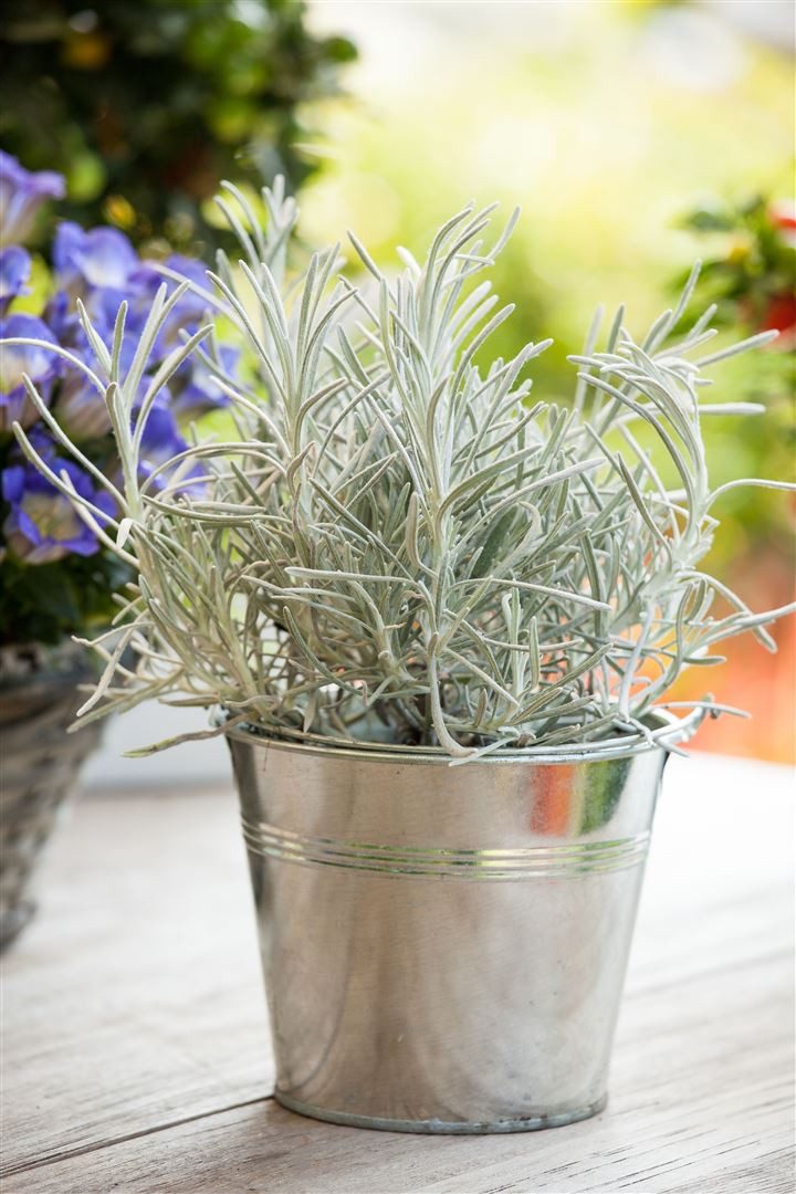 Pflanzen für Dich Staude Helichrysum italicum, 1 St., Currykraut, Italienische Strohblume