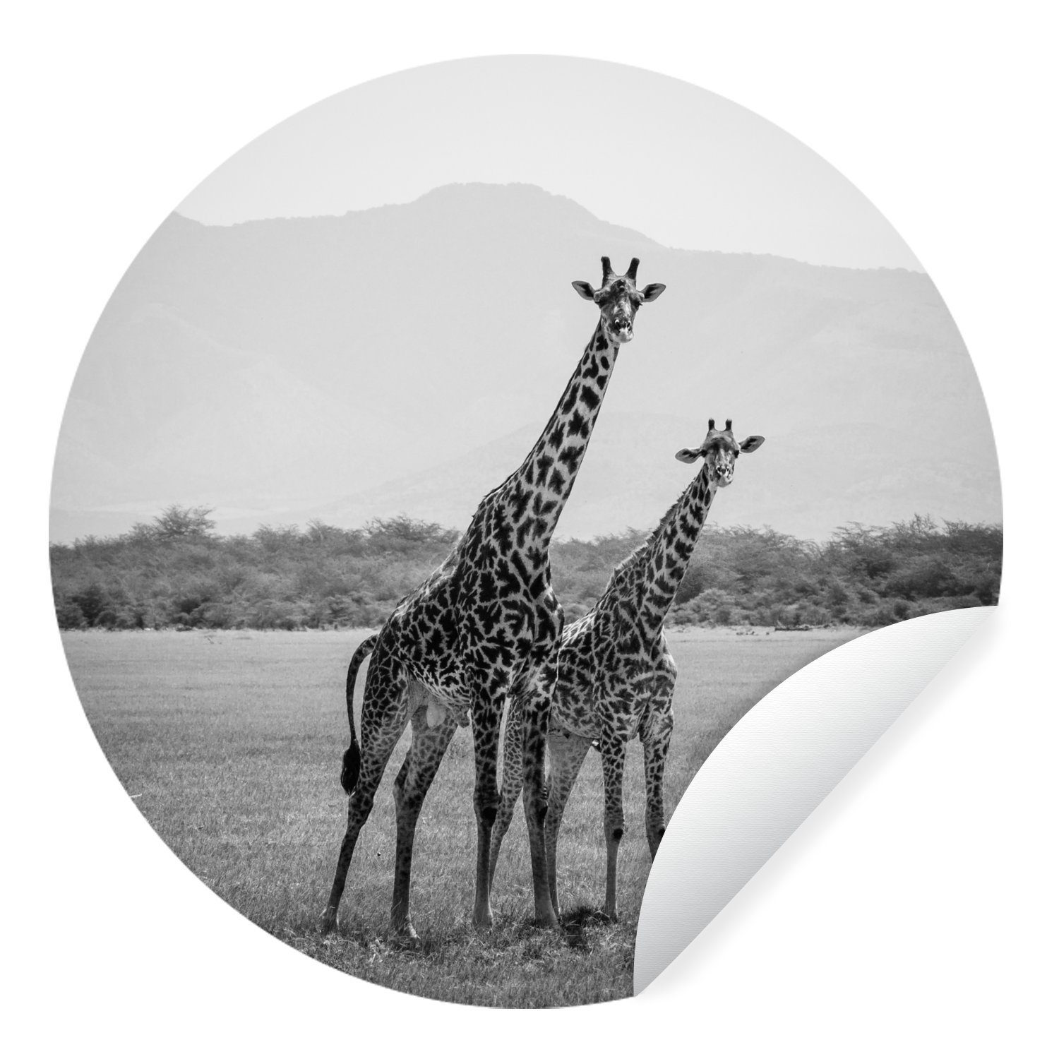 MuchoWow Wandsticker Zwei Giraffen stehen in einem Feld in Schwarz und Weiß (1 St), Tapetenkreis für Kinderzimmer, Tapetenaufkleber, Rund, Wohnzimmer