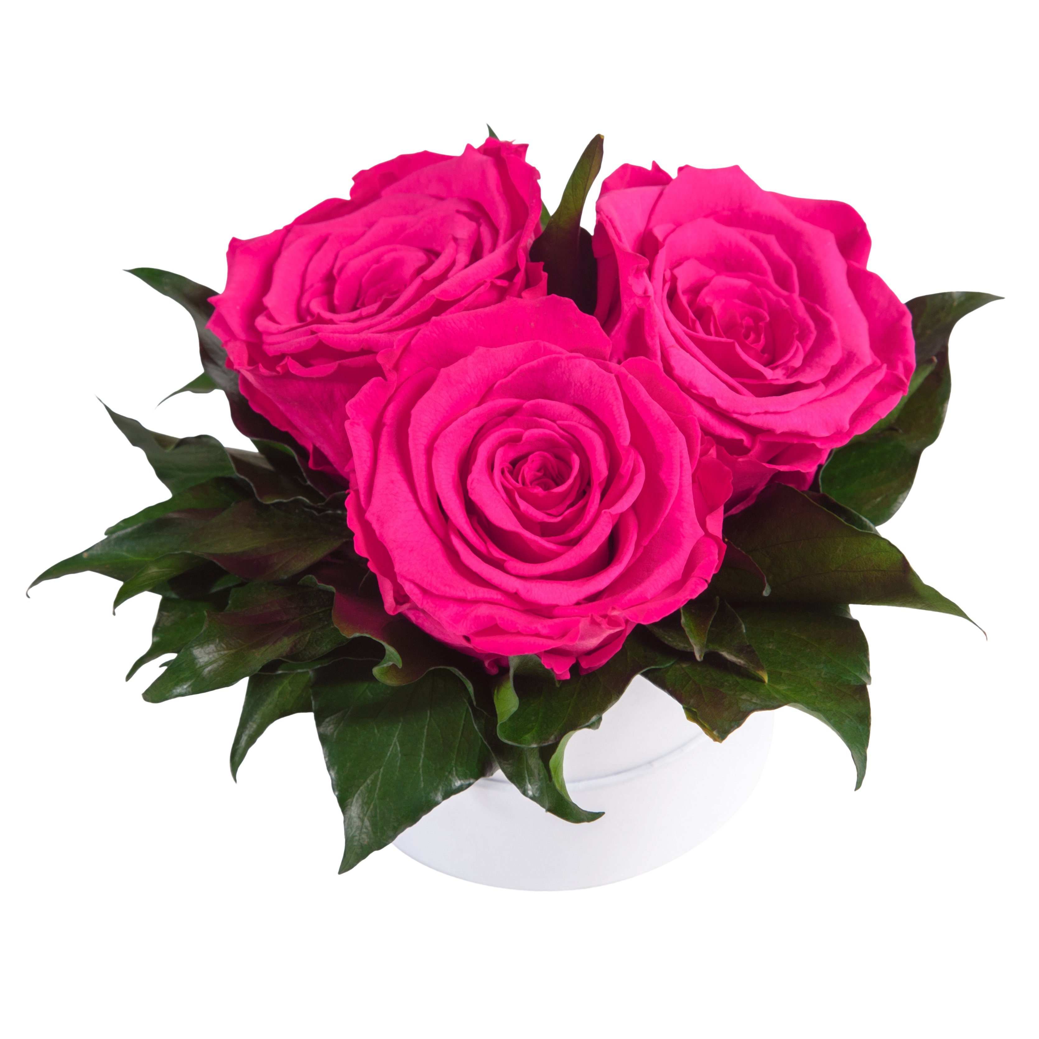 Rosen 10 weiß echte rund konserviert Sie Höhe 3 Infinity cm, für Rosenbox Heidelberg, Geschenk ROSEMARIE Pink Rosen Rose, Kunstblume SCHULZ