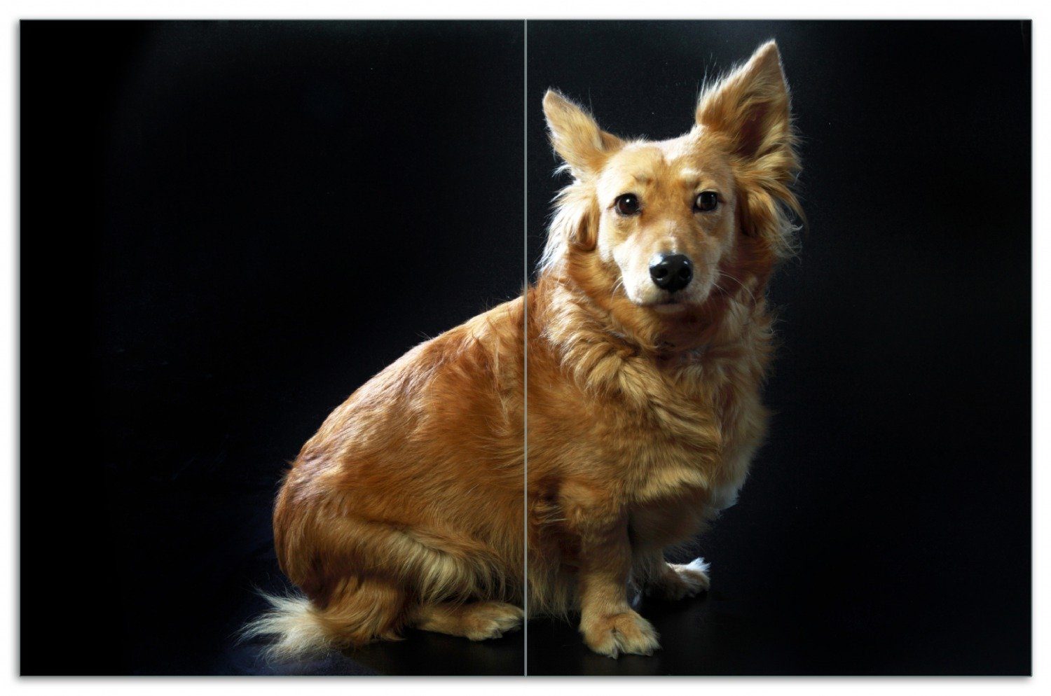 Wallario Herd-Abdeckplatte Braver Hund sitzt Porträt, ESG-Sicherheitsglas, (Glasplatte, 2 tlg., inkl. 5mm Noppen), verschiedene Größen | Herdabdeckplatten