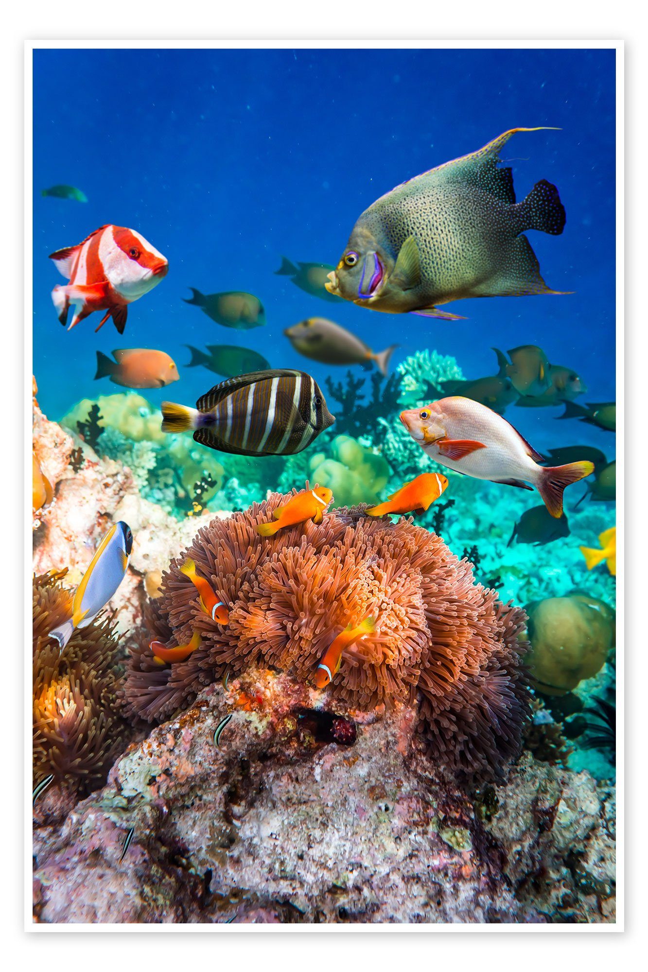 Posterlounge Poster Editors Choice, Korallenriff auf den Malediven, Fotografie
