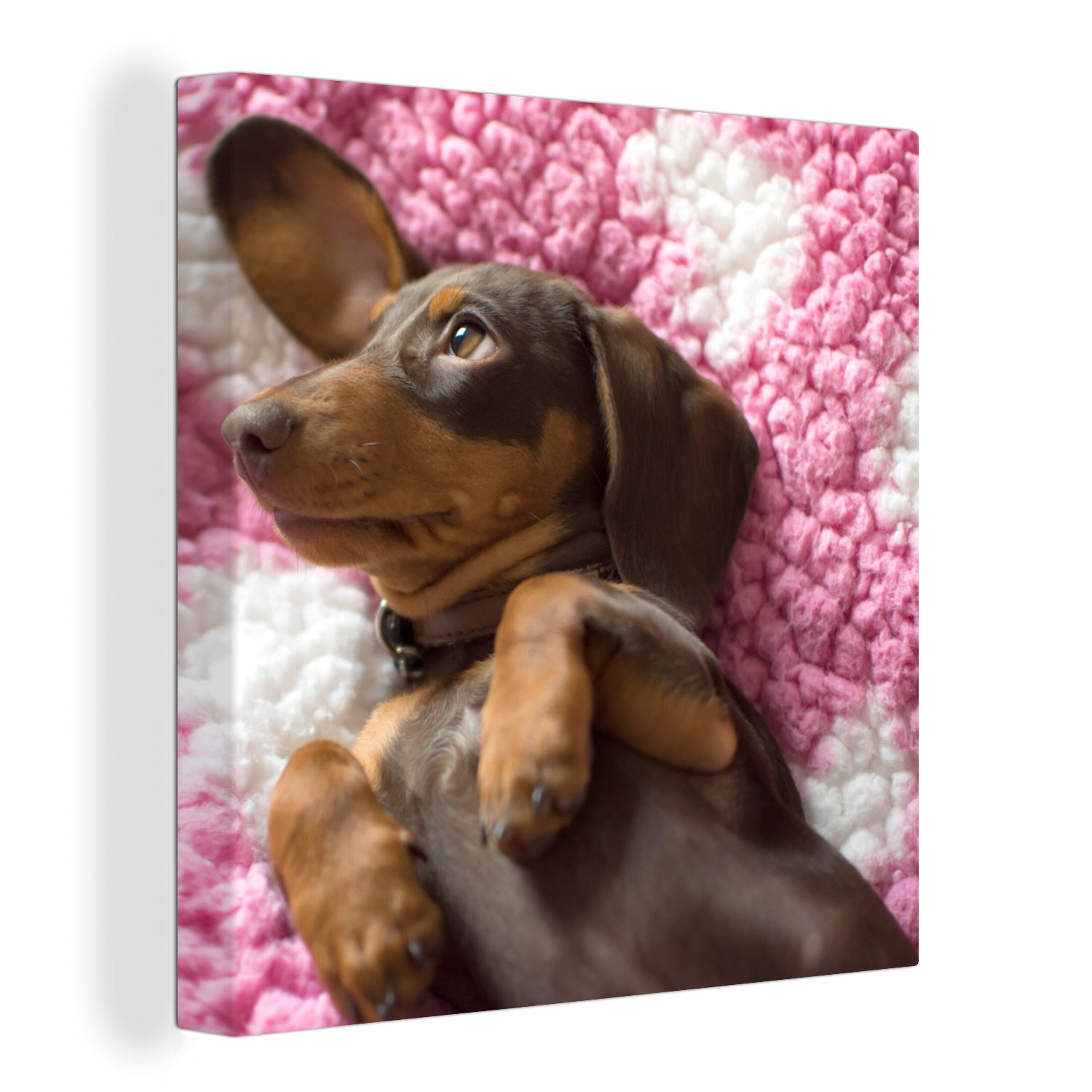 OneMillionCanvasses® Leinwandbild Ein Dackelwelpe auf einer rosa Decke, (1 St), Leinwand Bilder für Wohnzimmer Schlafzimmer