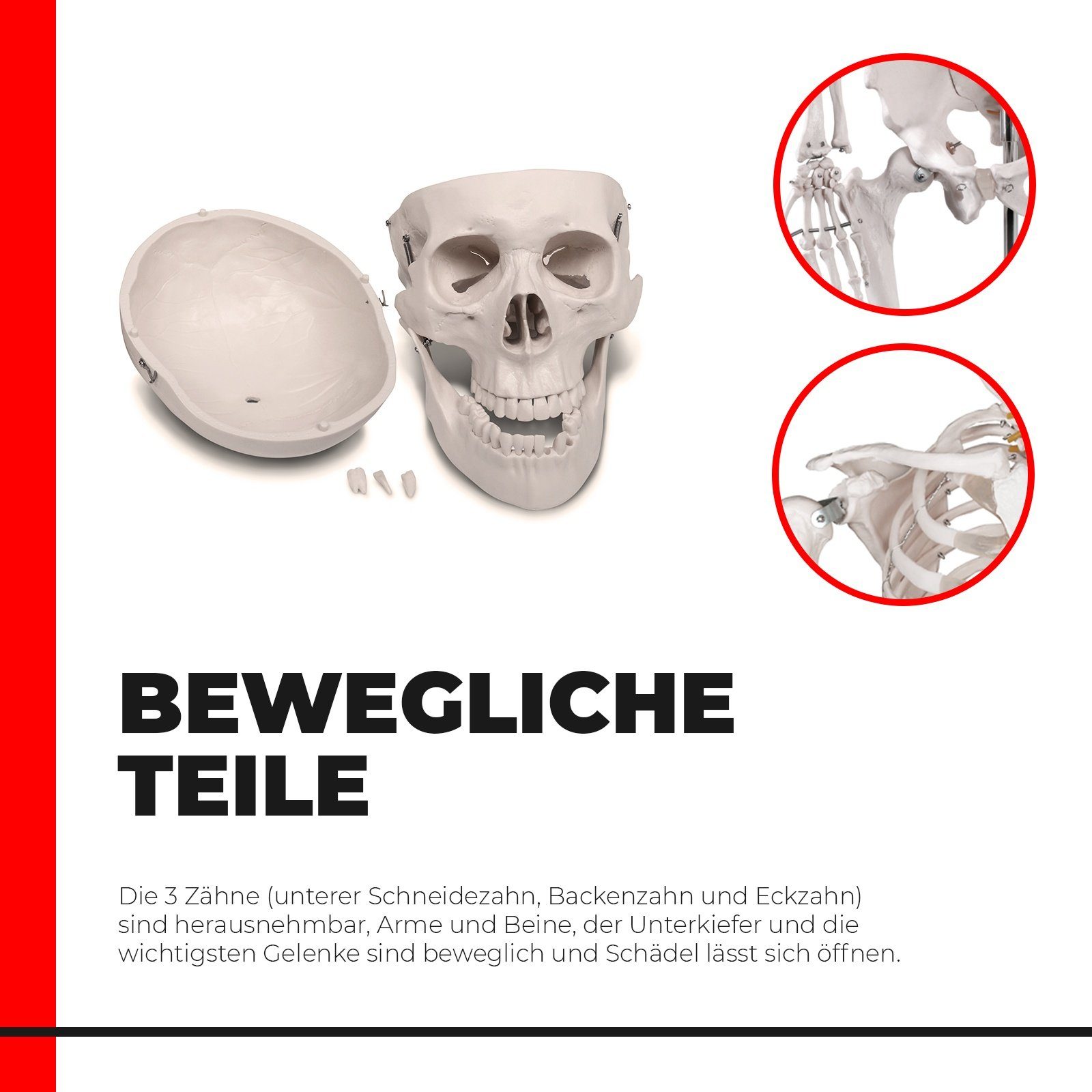 Dr. No Anatomisches Skelett-Modell Online Kaufen