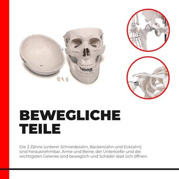 VENDOMNIA Dekoobjekt Menschliches Anatomie Skelett 181.5 cm (mit Muskelbemalungdetails, inkl. Schutzabdeckung, mit Ständer, Standfuss und Lehrgrafik Poster, Lebensgroß), Lernmodell, Lehrmittel, klassisches Skelett