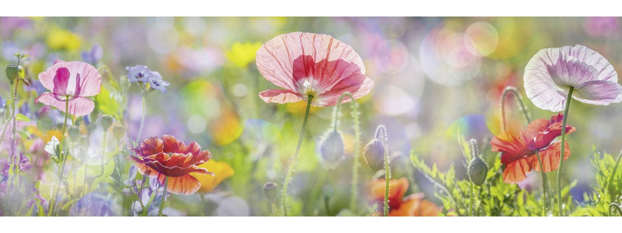 The Wall - the art of framing AG Wandbild Keilrahmenbild Mohnblumenfeld 140 x 45 cm, Blumen