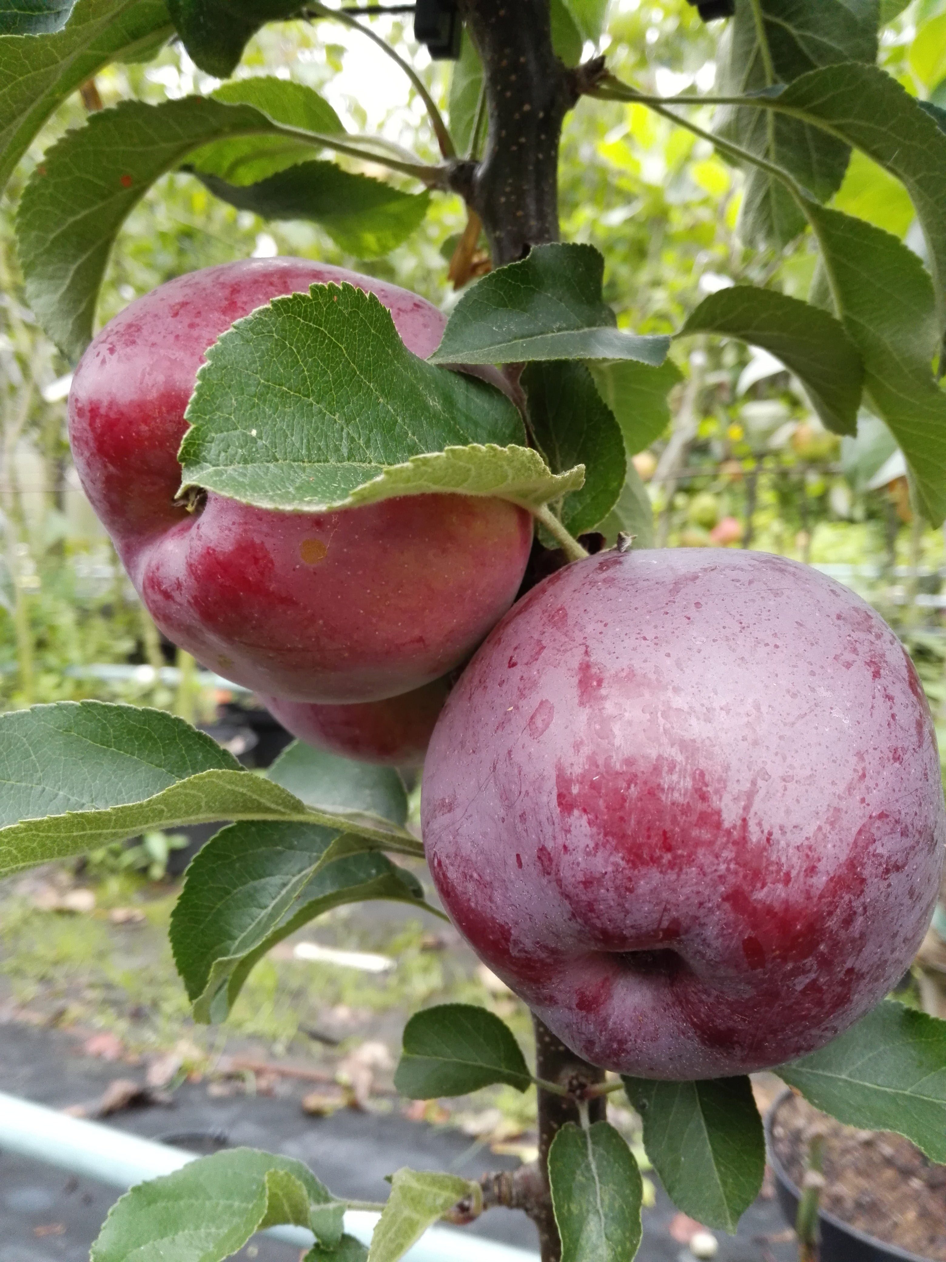 AMO Baumschulen Obstpflanze Säulenapfel „Blue Moon“ – platzsparender Apfelbaum für Balkon, Terrass