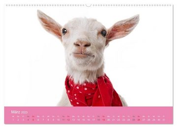 CALVENDO Wandkalender Süße Tier-Babys! (Premium, hochwertiger DIN A2 Wandkalender 2023, Kunstdruck in Hochglanz)