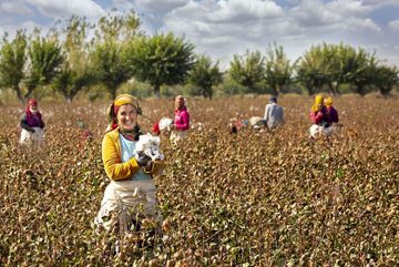 Naturfaserbettdecke, BIO Cotton GOTS - Leicht-Steppbett, Garanta