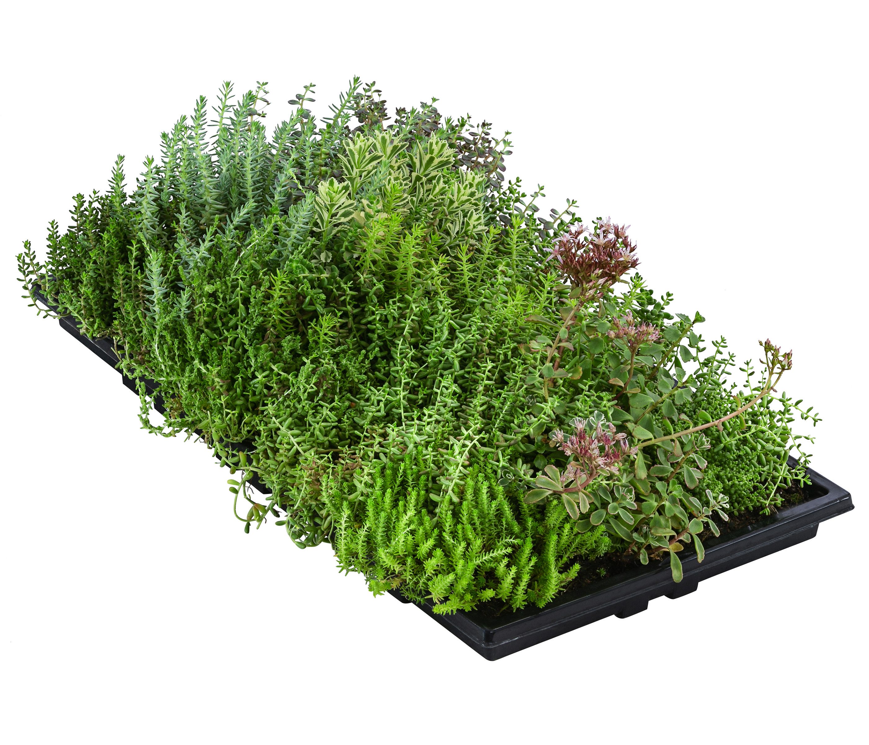 Dehner Staude Dachbegrünung mit Fetthenne, 1 Matte, 50 x 30 cm, insektenfreundlich, für Flachdächer / Schrägdächer