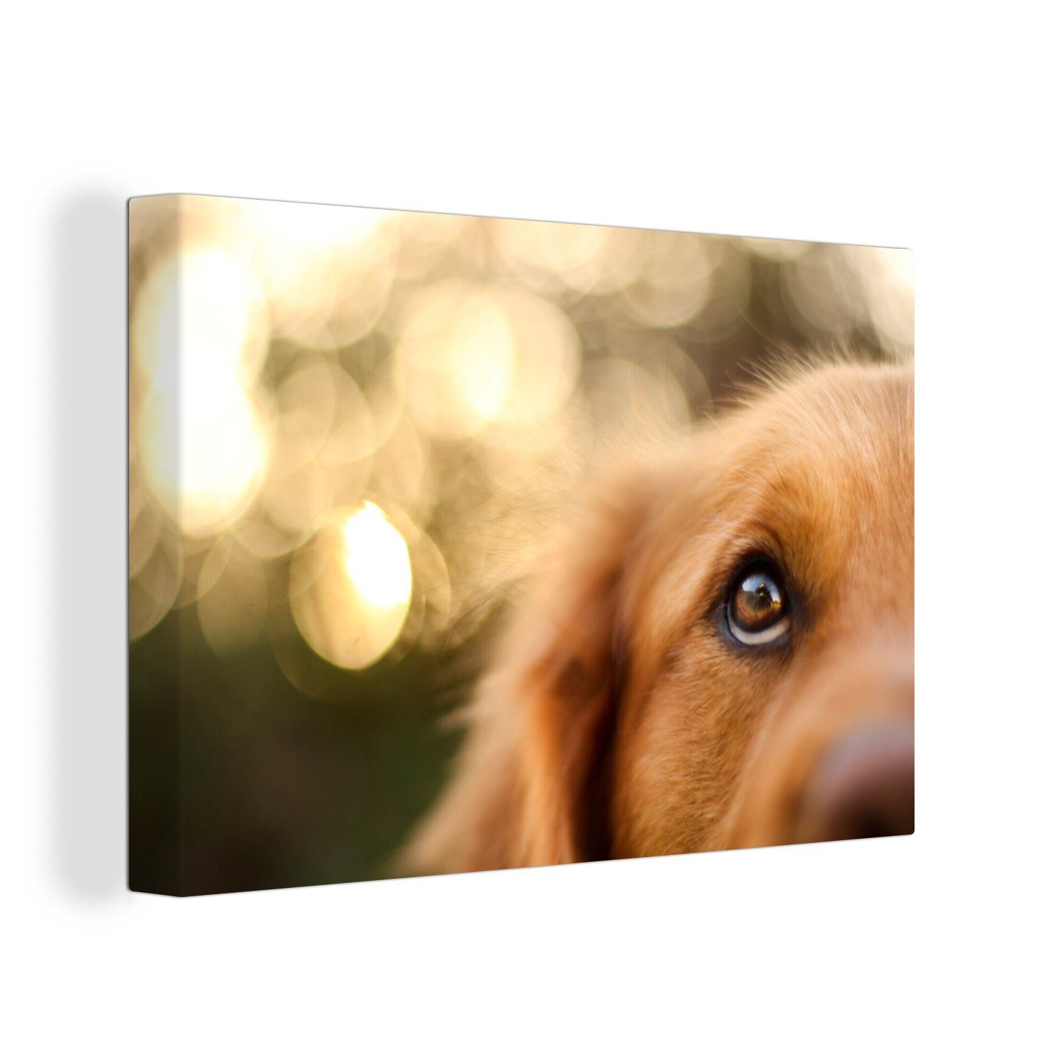 OneMillionCanvasses® Leinwandbild Das Glitzern im Auge des Golden Retrievers, (1 St), Wandbild Leinwandbilder, Aufhängefertig, Wanddeko, 30x20 cm