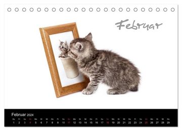 CALVENDO Wandkalender Katzenbabys (Tischkalender 2024 DIN A5 quer), CALVENDO Monatskalender