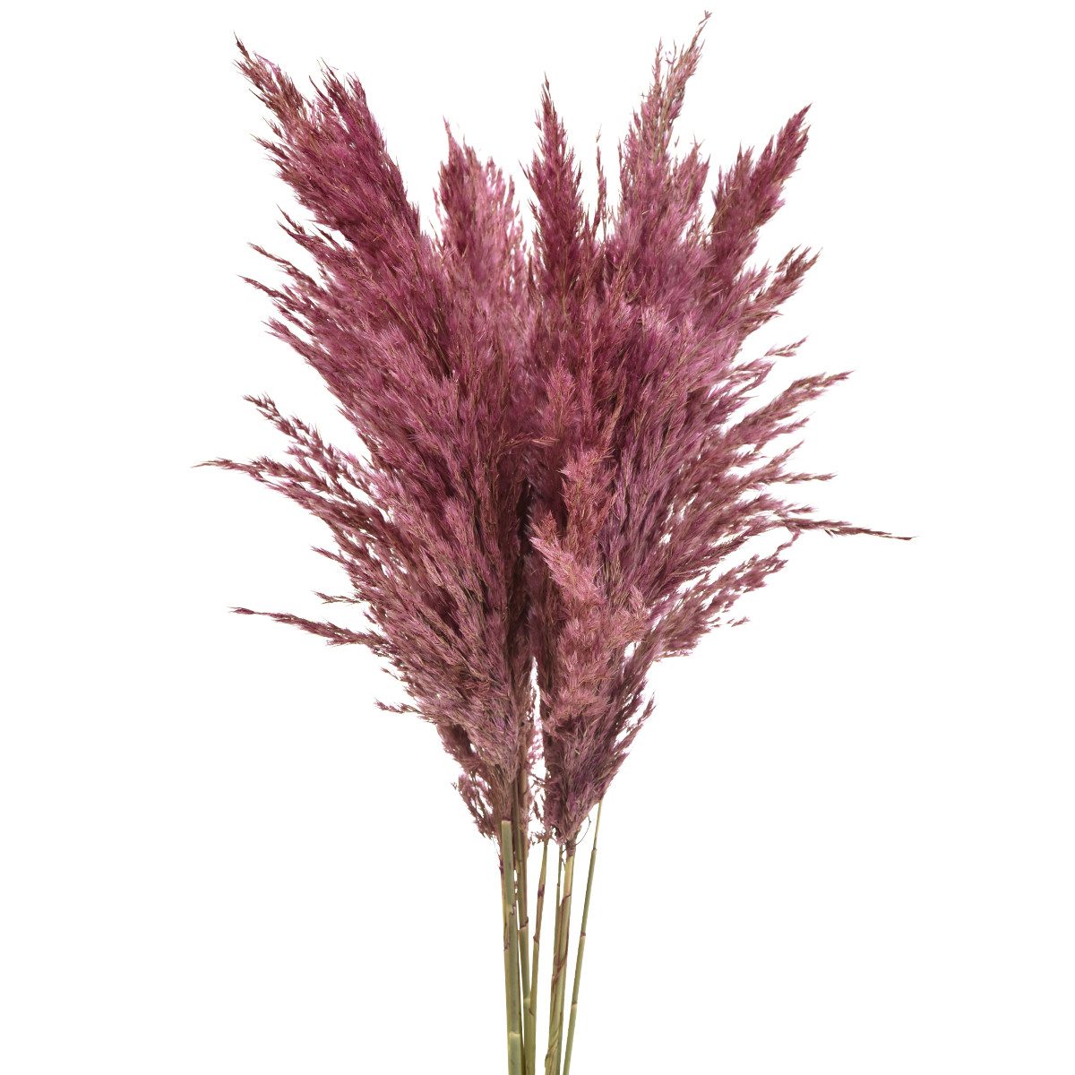 Trockenblume Trockengras Riedgras Altrosa Deko 75cm günstig online kaufen