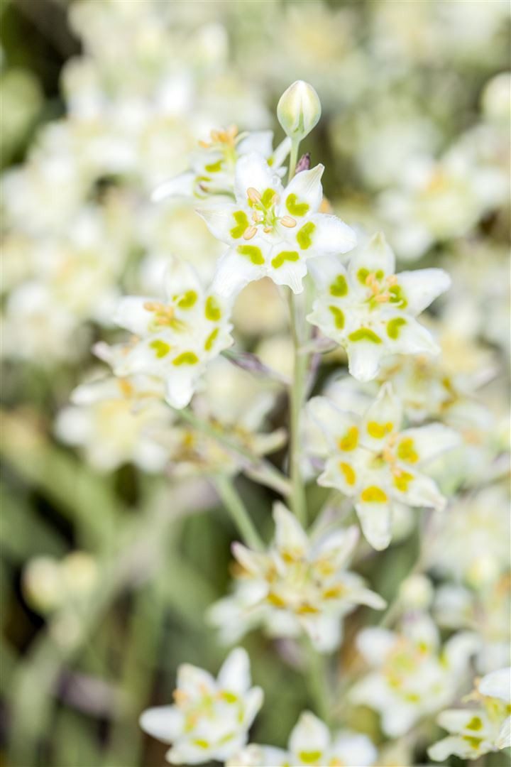 Pflanzen für Dich Staude Zigadenus elegans, 1 St., Zigadenus elegans, Prärielilie, Sternlilie