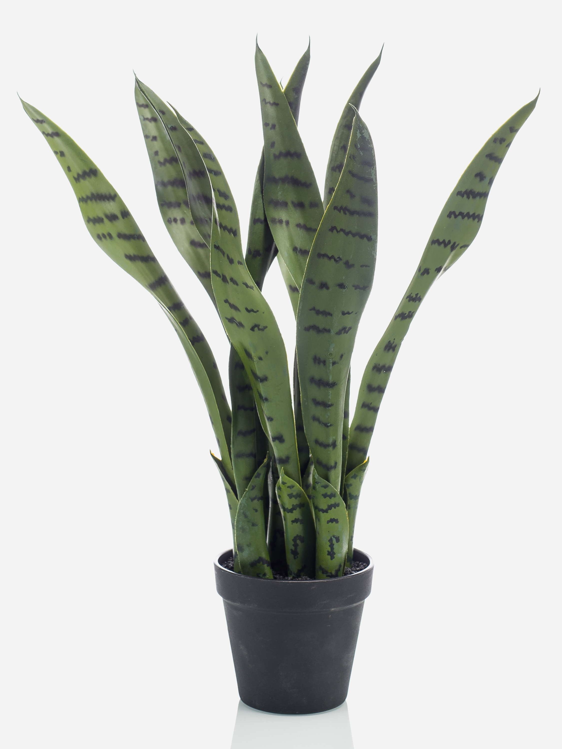 Kunstpflanze Künstliche Sukkulente Sansevieria POLIANA, grün, 50cm Bogenhanf (Sansevieria trifasciata), artplants, Höhe 50.0 cm