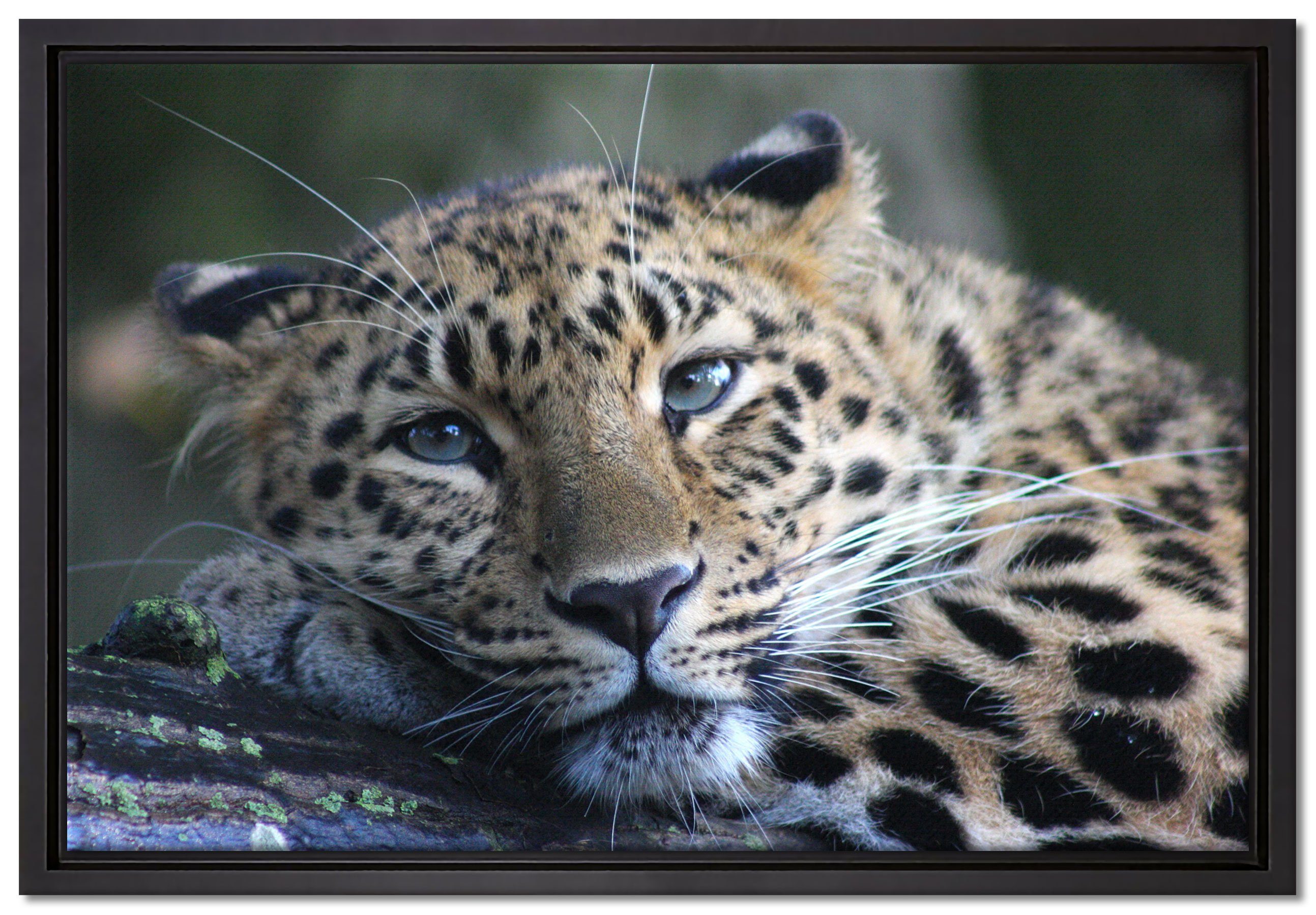Pixxprint Leinwandbild ruhender Leopard, Wanddekoration (1 St), Leinwandbild fertig bespannt, in einem Schattenfugen-Bilderrahmen gefasst, inkl. Zackenaufhänger | Leinwandbilder