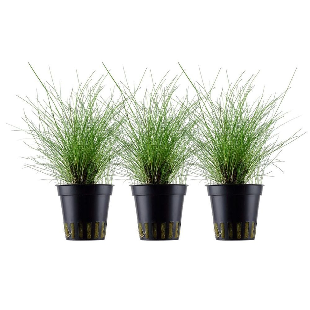 Aquaone Wasserpflanze Aquarium Pflanze 3 Stück Eleocharis parvula Nr.332C Set