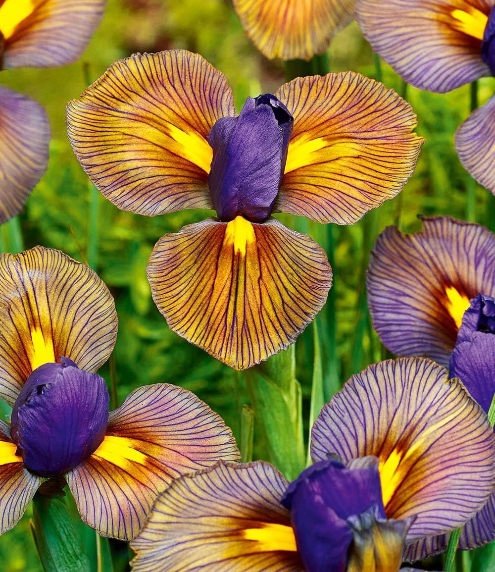 BALDUR Garten Blumenzwiebeln Iris 'Eye of the Tiger', Schwertlilie, winterhart, mehrjährig, pflegeleicht, robust