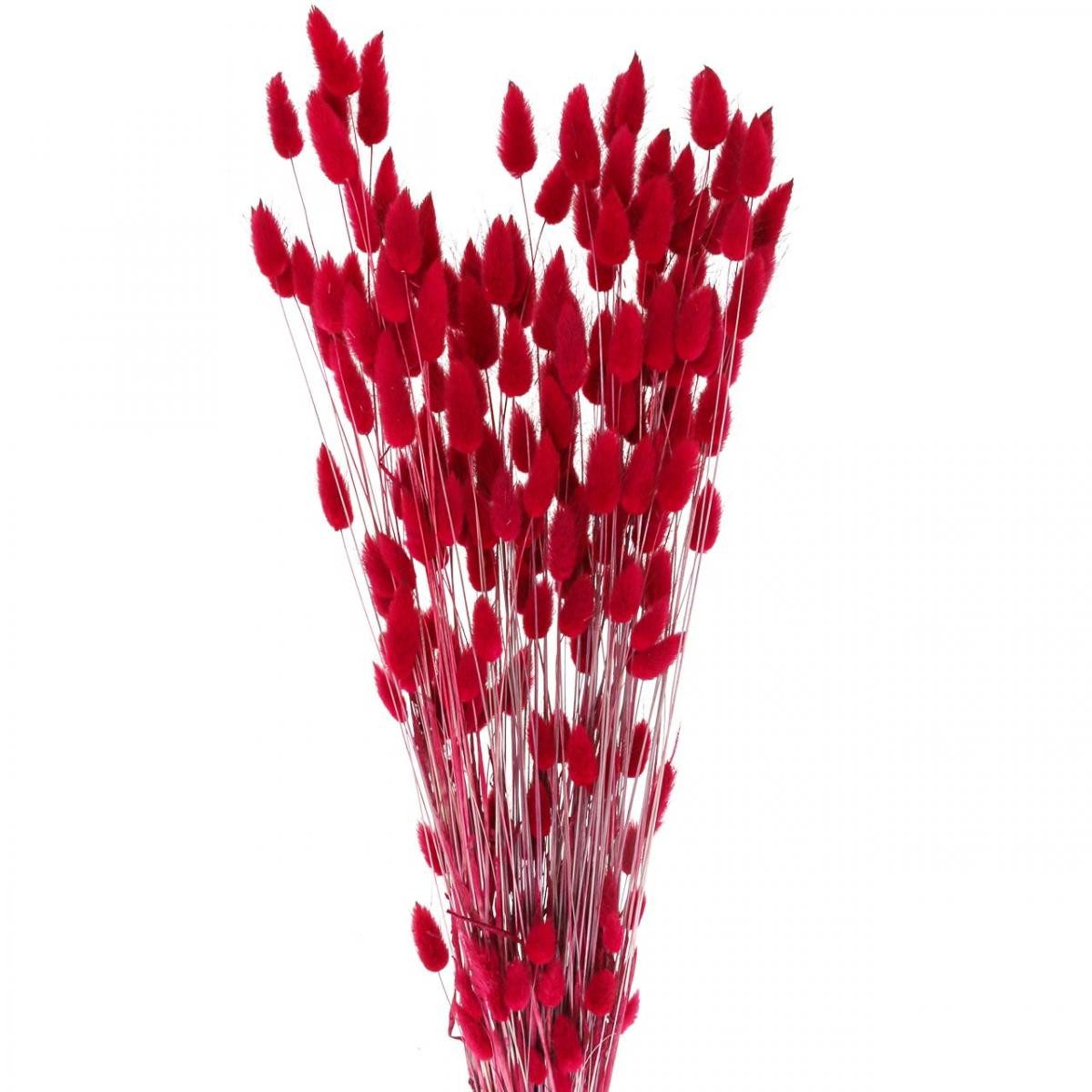 Trockenblume Hasenschwanzgras Lagurus Getrocknet Rot 60cm günstig online kaufen