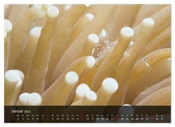 CALVENDO Wandkalender Unterwasser Strukuren (Premium, hochwertiger DIN A2 Wandkalender 2023, Kunstdruck in Hochglanz)