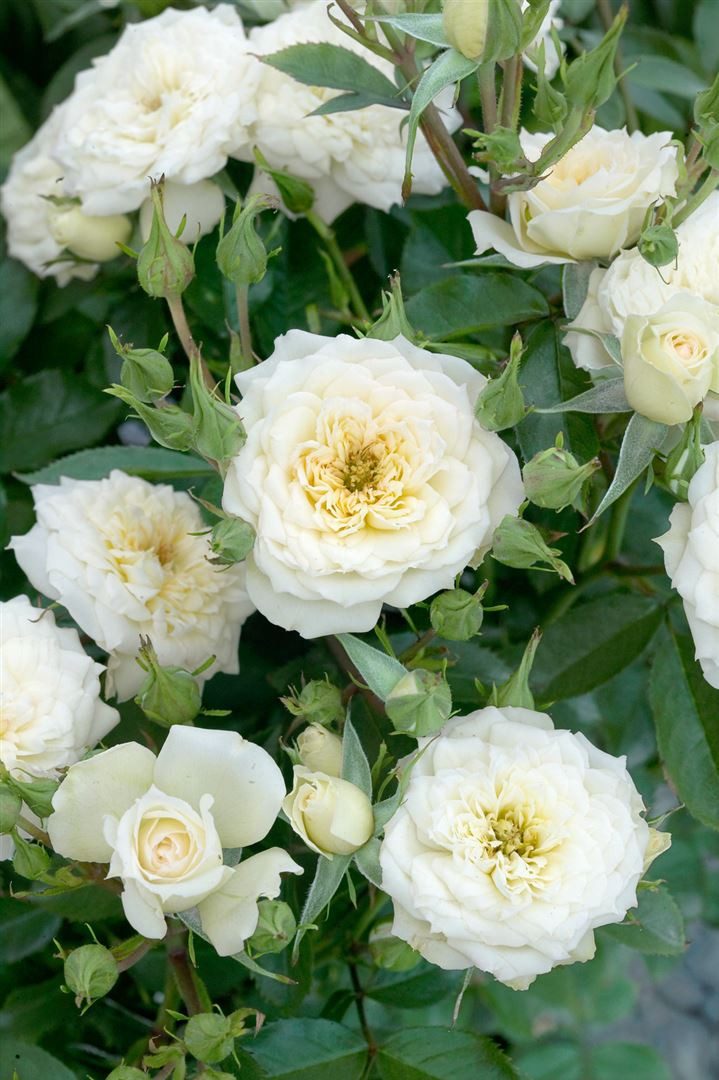 Pflanzen für Dich Rose Rosa White Babyflor