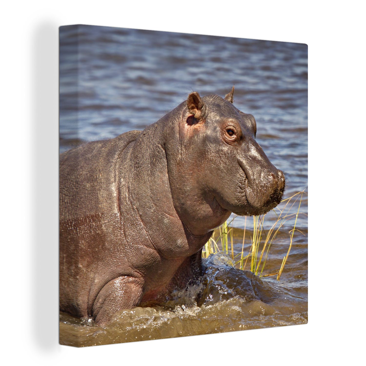 OneMillionCanvasses® Leinwandbild Nilpferd - Wasser - Kalb, (1 St), Leinwand Bilder für Wohnzimmer Schlafzimmer