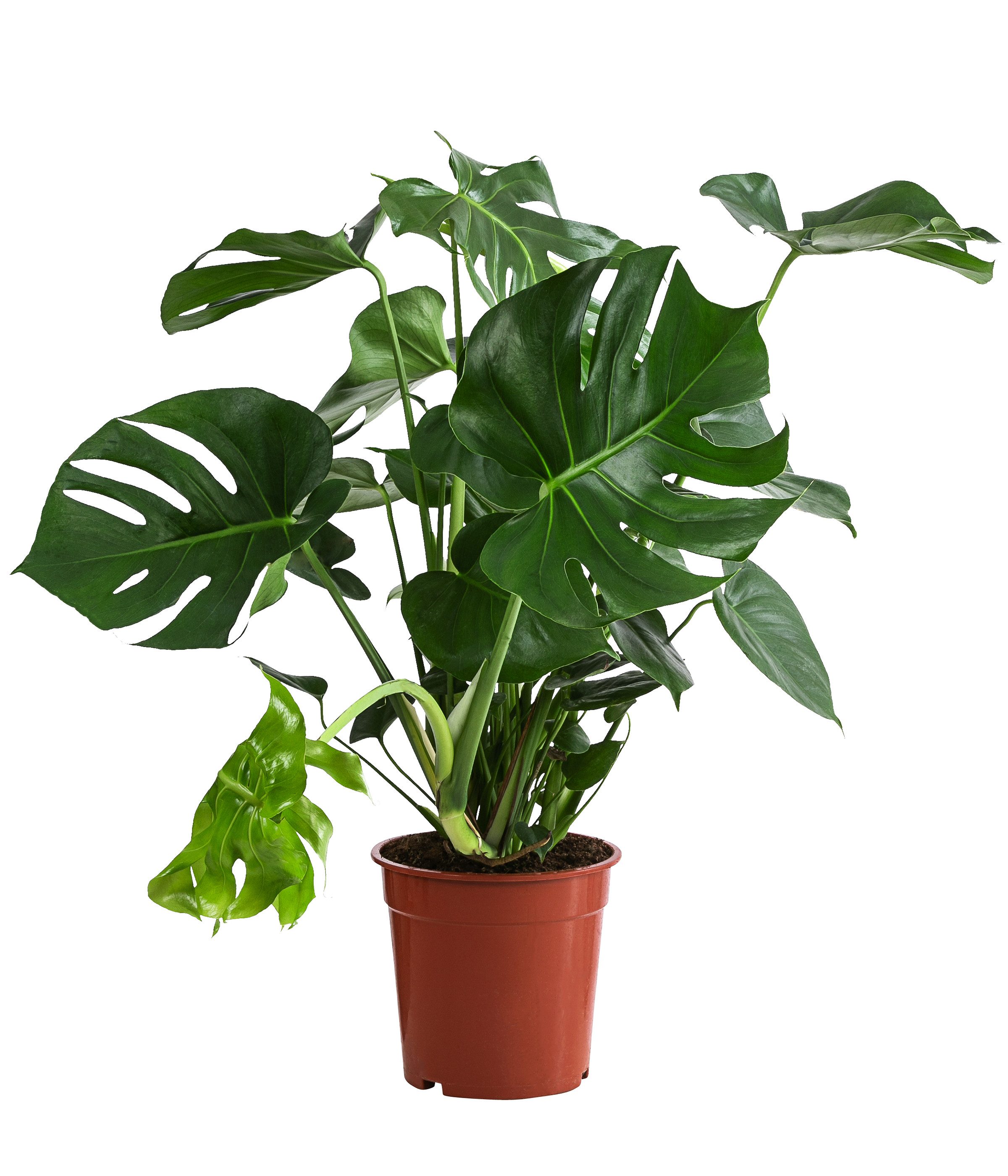 Dehner Zimmerpflanze Fensterblatt, Monstera deliciosa, geschlitztes Blattwe günstig online kaufen