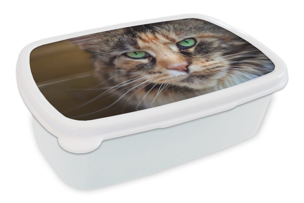 MuchoWow Lunchbox Maine Coon Katze mit grünen Augen, Kunststoff, (2-tlg), Brotbox für Kinder und Erwachsene, Brotdose, für Jungs und Mädchen weiß