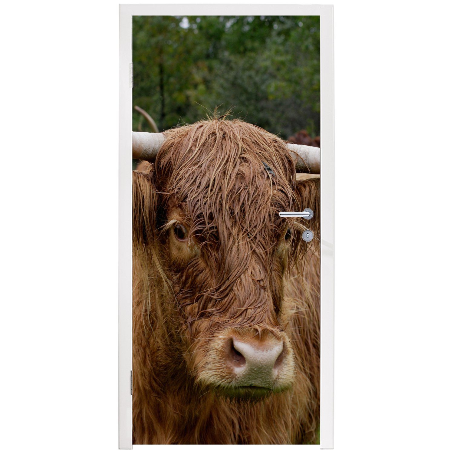 Türtapete MuchoWow bedruckt, cm Highlander - Tiere Gras, 75x205 für Schottische Matt, - Türaufkleber, Fototapete Tür, (1 St),