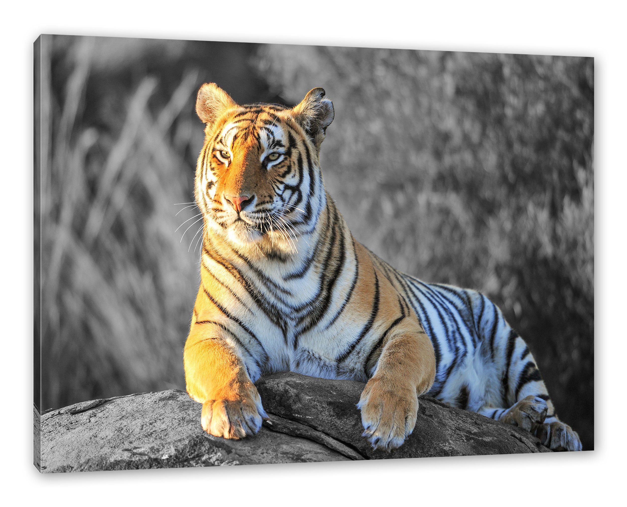 St), inkl. stolzer stolzer Tiger (1 Leinwandbild Zackenaufhänger wunderschöner Leinwandbild fertig Pixxprint bespannt, Tiger, wunderschöner