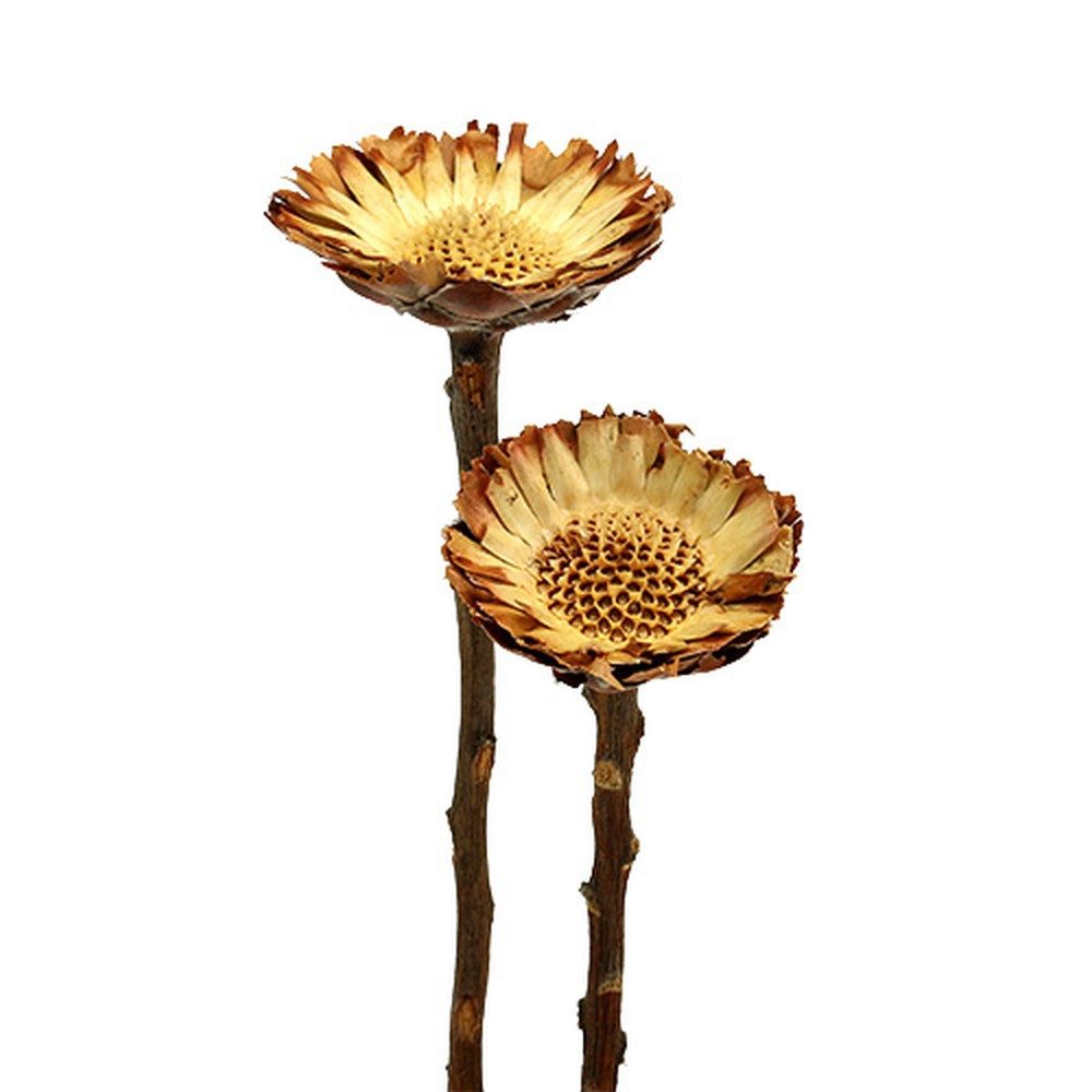 Trockenblume 50 St. Compacta Rosette Hell - Elegante Trockenblumen Deko für, 50 St, Florists Products, Höhe 6 cm