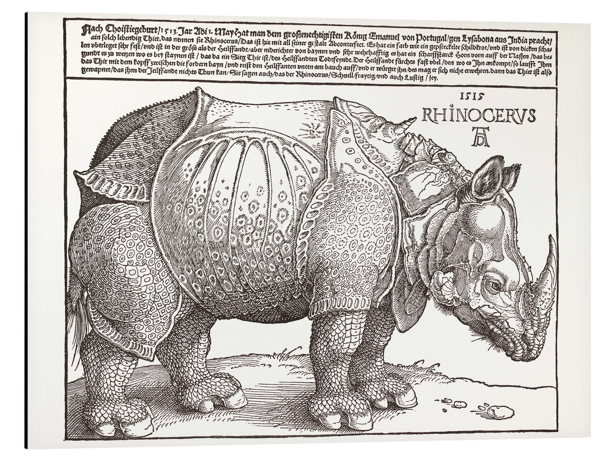 Alu-Dibond-Druck Albrecht Dürer