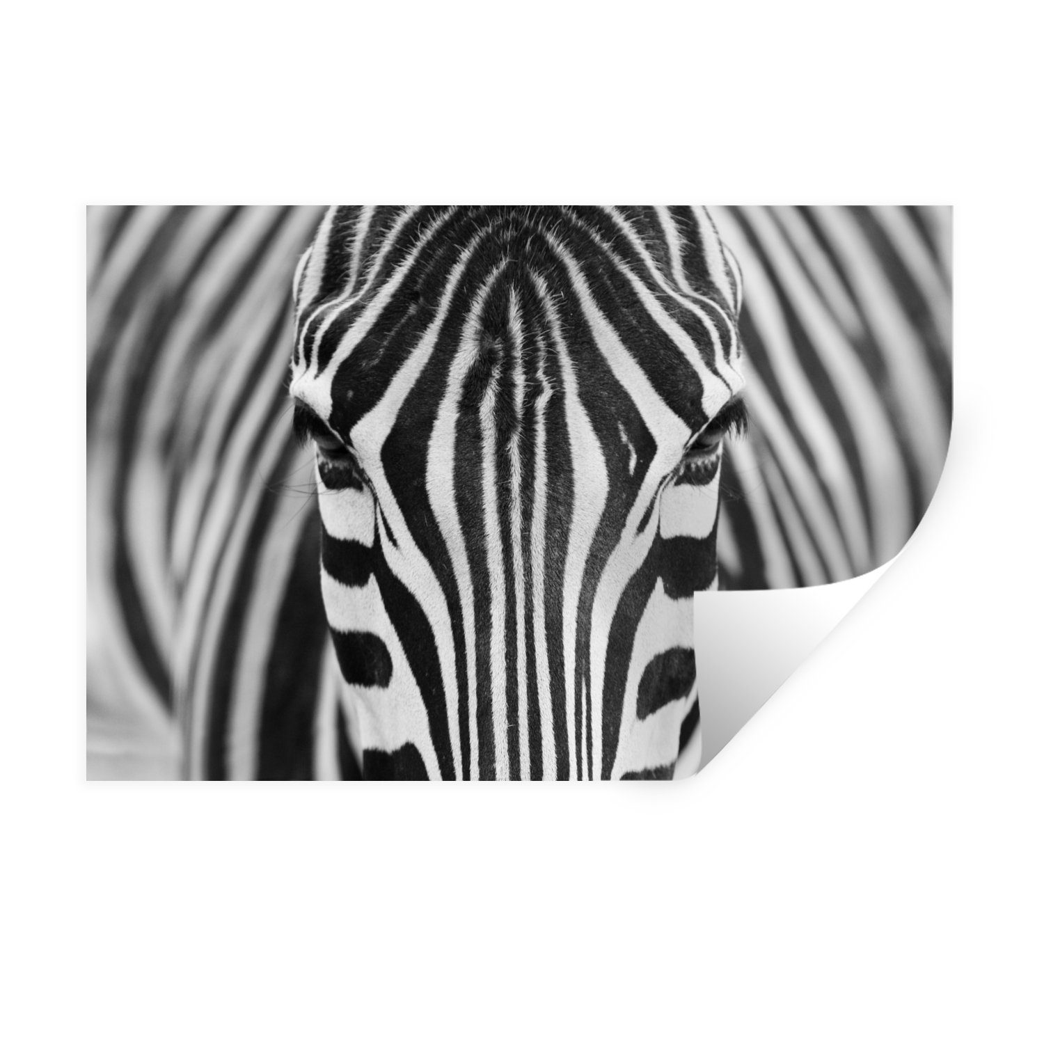 MuchoWow Wandsticker Zebra - Tiere - Schwarz und weiß - Porträt (1 St), Wandaufkleber, Wandtattoo, Selbstklebend, Wohnzimmer, Schlafzimmer