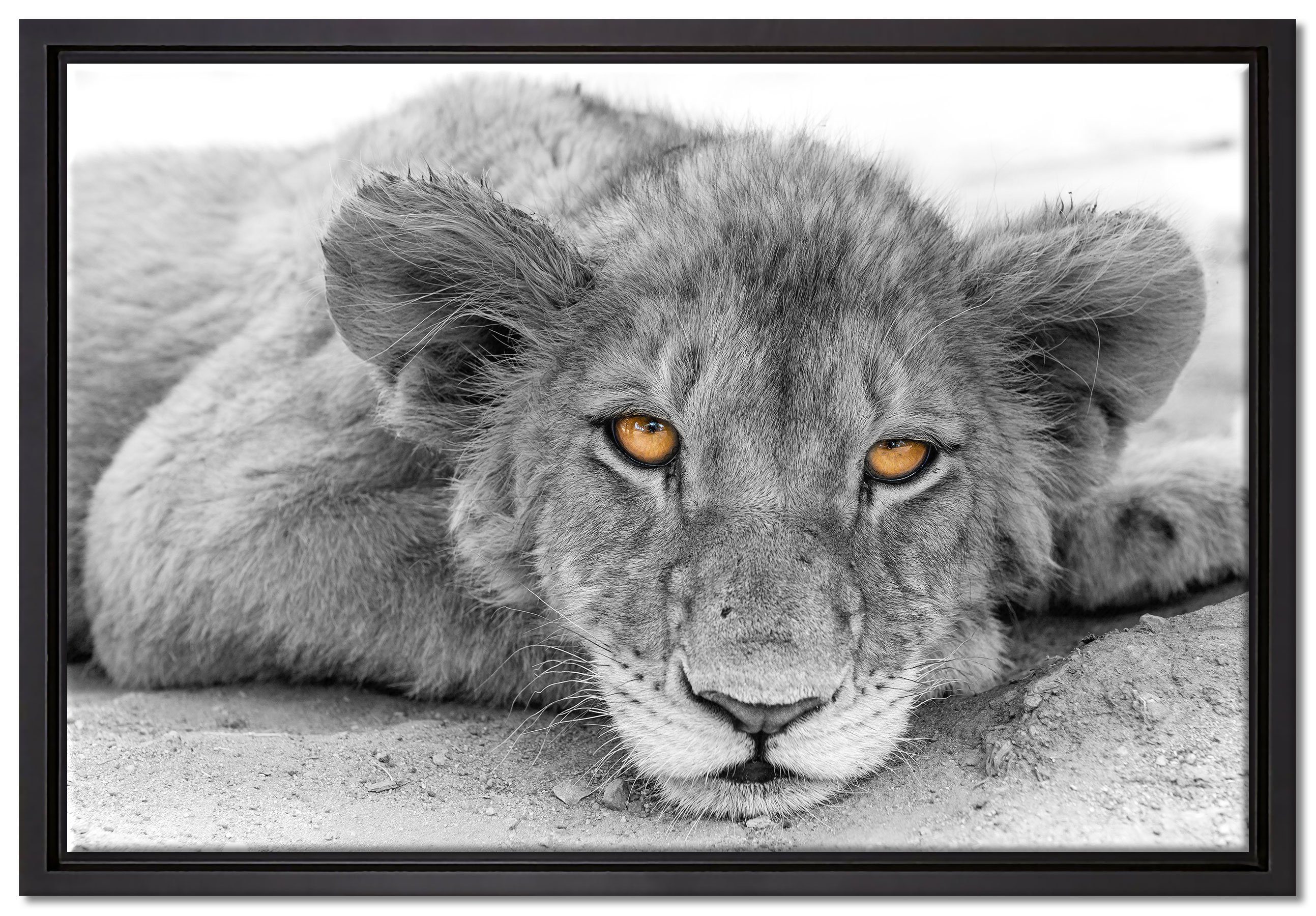 Pixxprint Leinwandbild wachsamer junger Löwe, Wanddekoration (1 St), Leinwandbild fertig bespannt, in einem Schattenfugen-Bilderrahmen gefasst, inkl. Zackenaufhänger