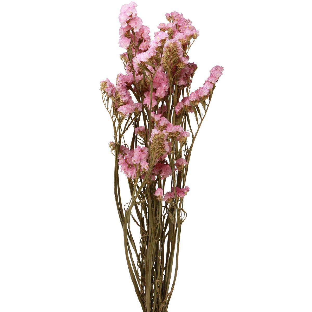 Trockenblume Strandflieder Rosa Limonium Trockenblumen 60cm 50g - Deko, H. Andreas Belles fleurs, Höhe 65.0 cm