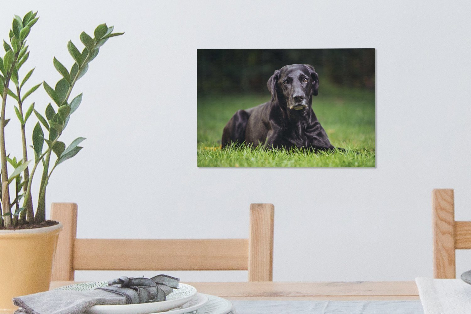 OneMillionCanvasses® Leinwandbild Ein Gras, cm Wanddeko, im Labrador (1 schwarzer Aufhängefertig, 30x20 Wandbild Leinwandbilder, St)