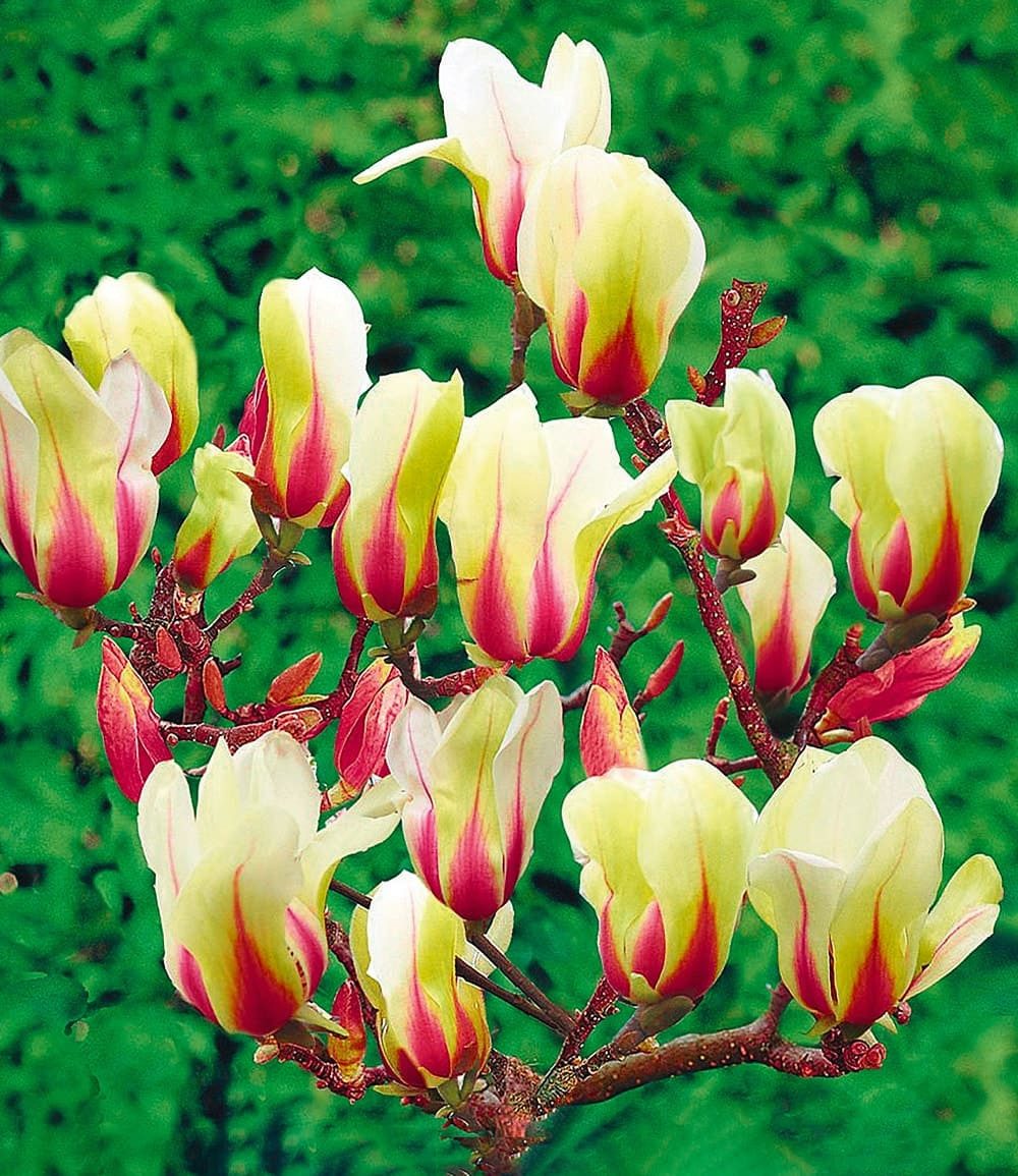 BALDUR Garten Zierstrauch Magnolie 'Sunrise', 1 St., Magnoliengewächs,winterhart, mehrjährig, pflegeleicht