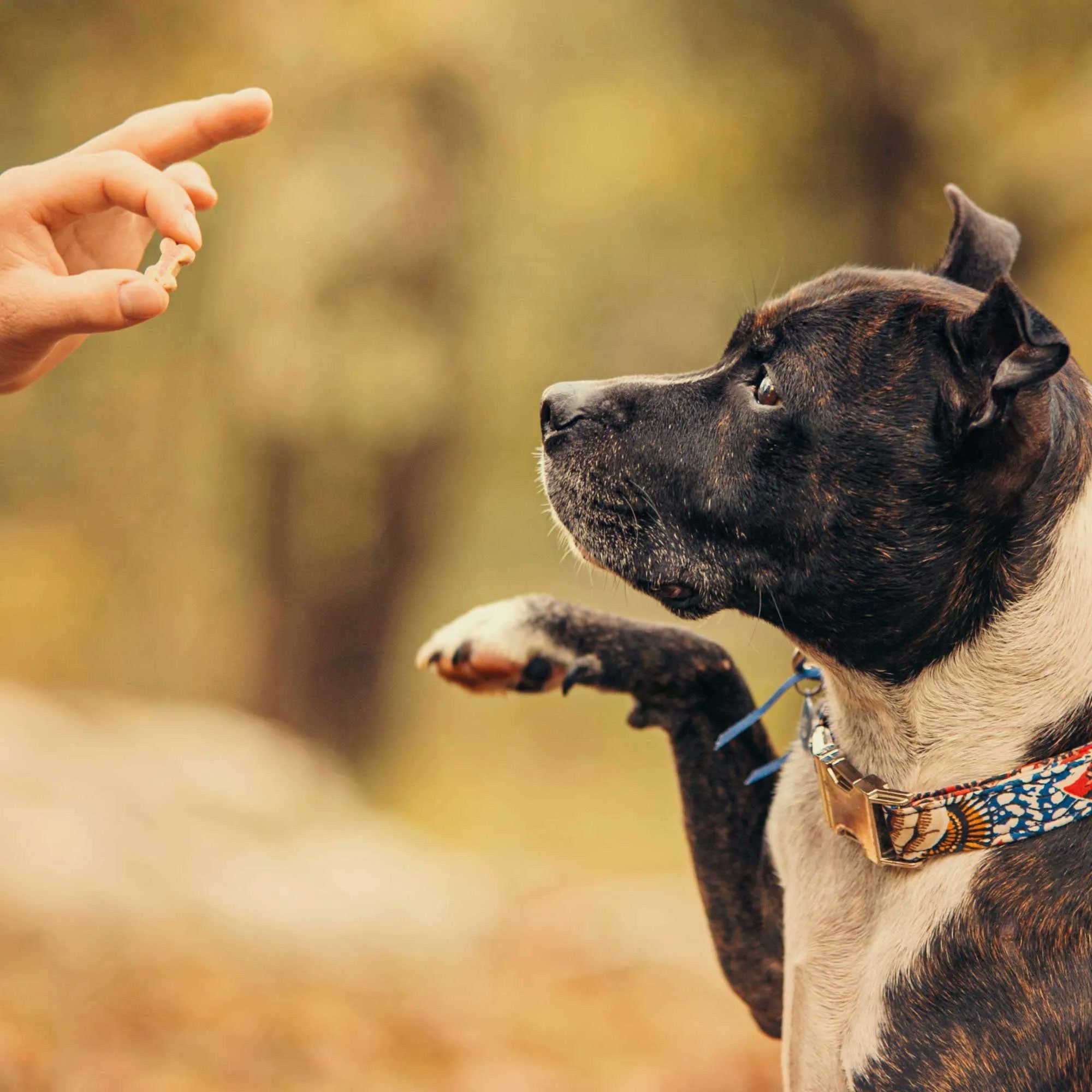 Greenhound Mini Soft Knochen mit Strauß & Kartoffel 200g, Hundesnack, Snack für: Hunde, hyppoallergen