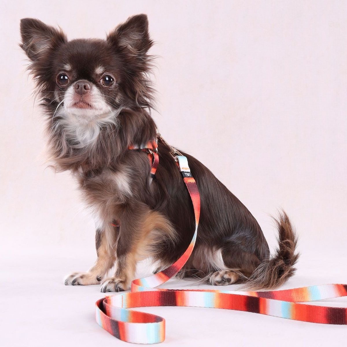 Flamingo Hunde-Geschirr Geschirr Naja bunt