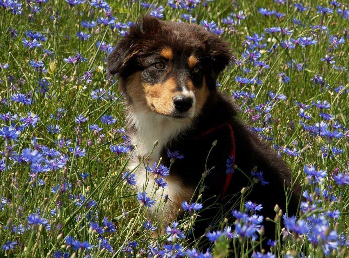 Papermoon Fototapete Hütehund Welpe Australian Sheppard in Blumenwiese