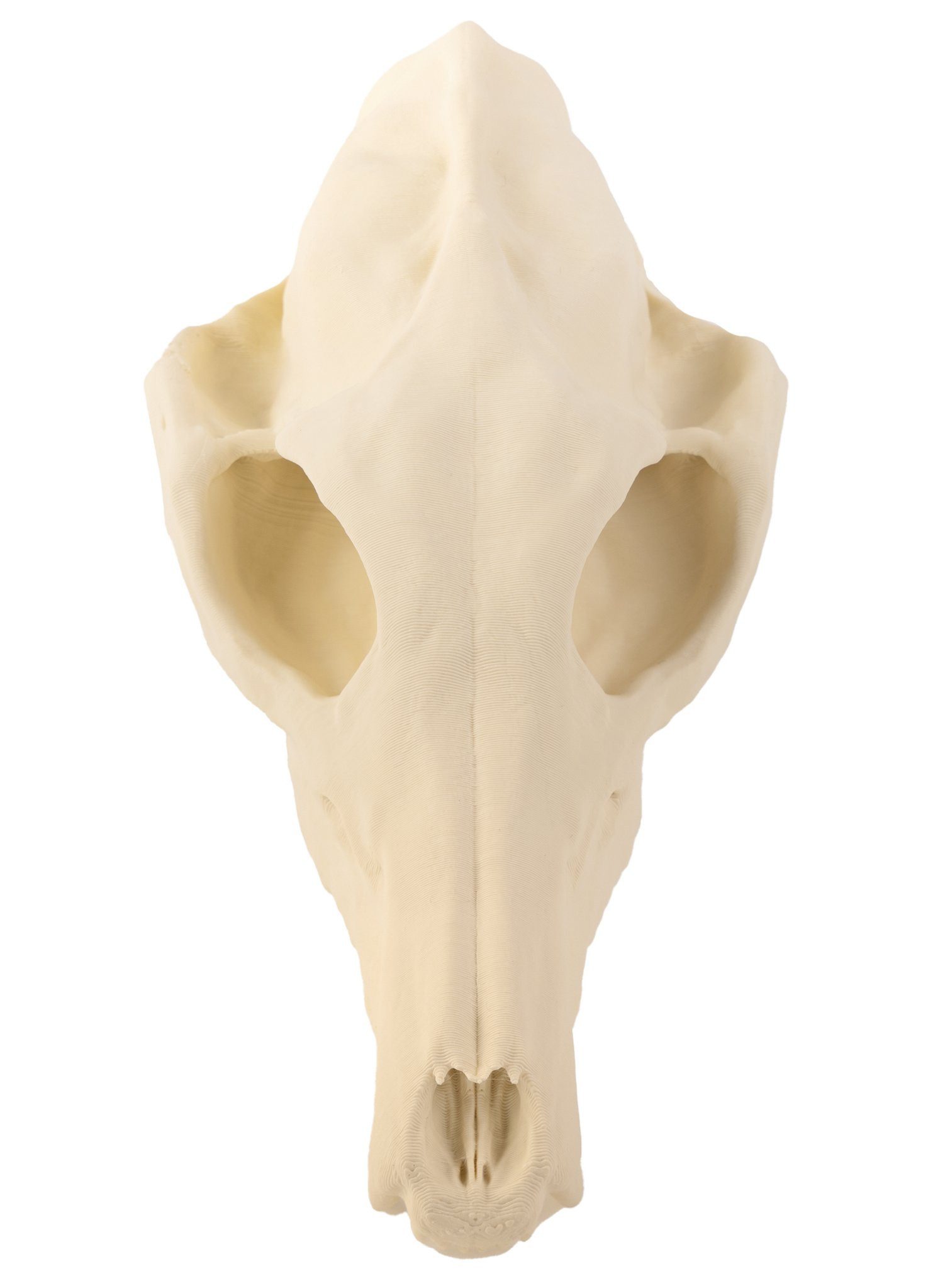 Andracor Dekoobjekt 3D-Druck Fuchsschädel - 16 cm - Halloween Skelett, Halloween Skelett
