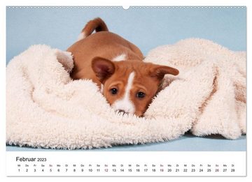 CALVENDO Wandkalender Süße Basenji-Kinder (Premium, hochwertiger DIN A2 Wandkalender 2023, Kunstdruck in Hochglanz)