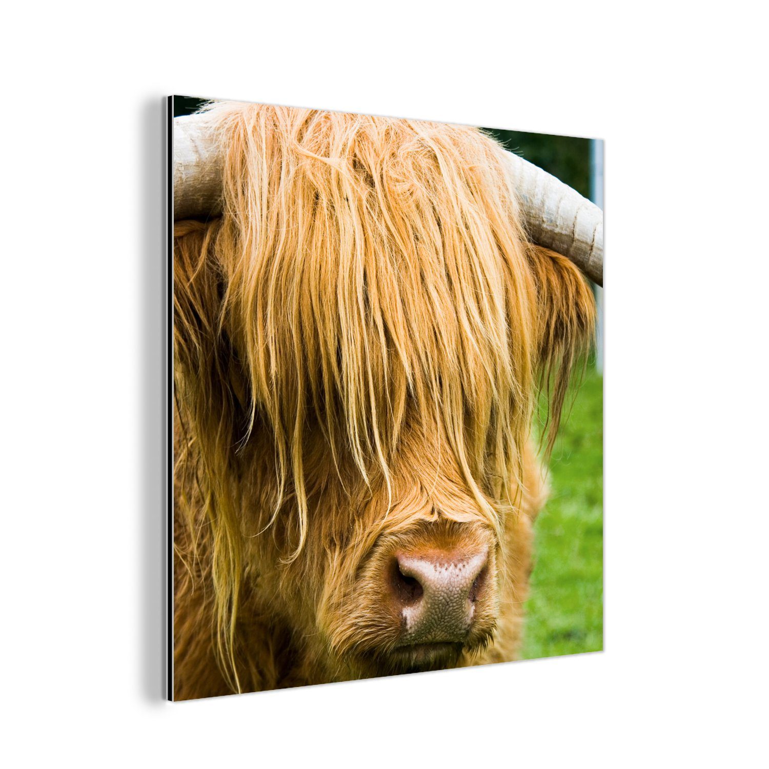 MuchoWow Metallbild Schottischer Highlander - Gras - Fell - Tiere - Kuh, (1 St), Alu-Dibond-Druck, Gemälde aus Metall, Aluminium deko