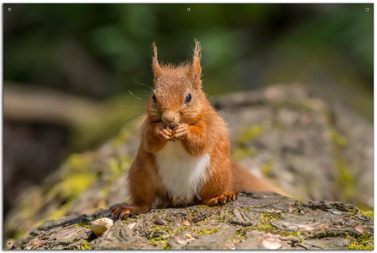 Sichtschutzzaunmatten Niedliches Eichhörnchen knabbert an einer Nuss