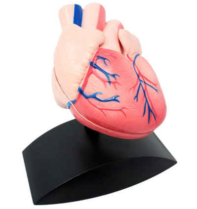 Edu-Toys Lernspielzeug Herzmodell zerlegbar in 2 Teile (2-St), kann geöffnet werden, Modell vom Stativ abnehmbar