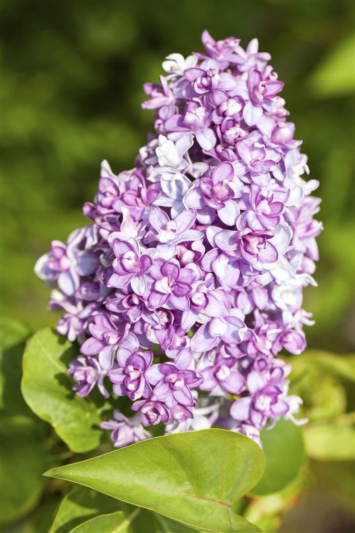 Pflanzen für Dich Gehölze Syringa vulgaris, 1 St., Gewöhnlicher Flieder, Gartenflieder, Mai-Flieder