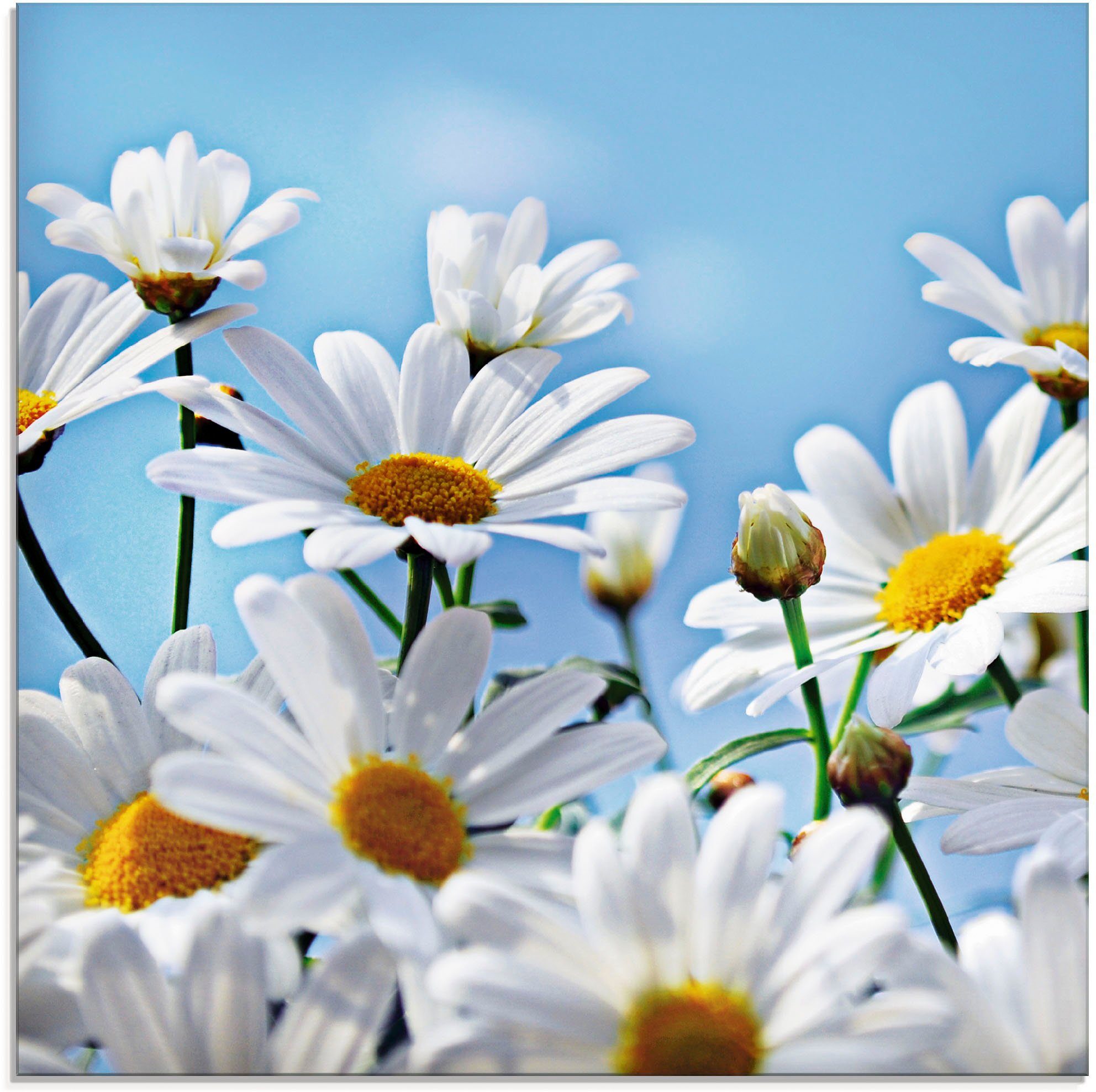 Artland Glasbild Blumen - Margeriten, Blumen (1 St), in verschiedenen Größen