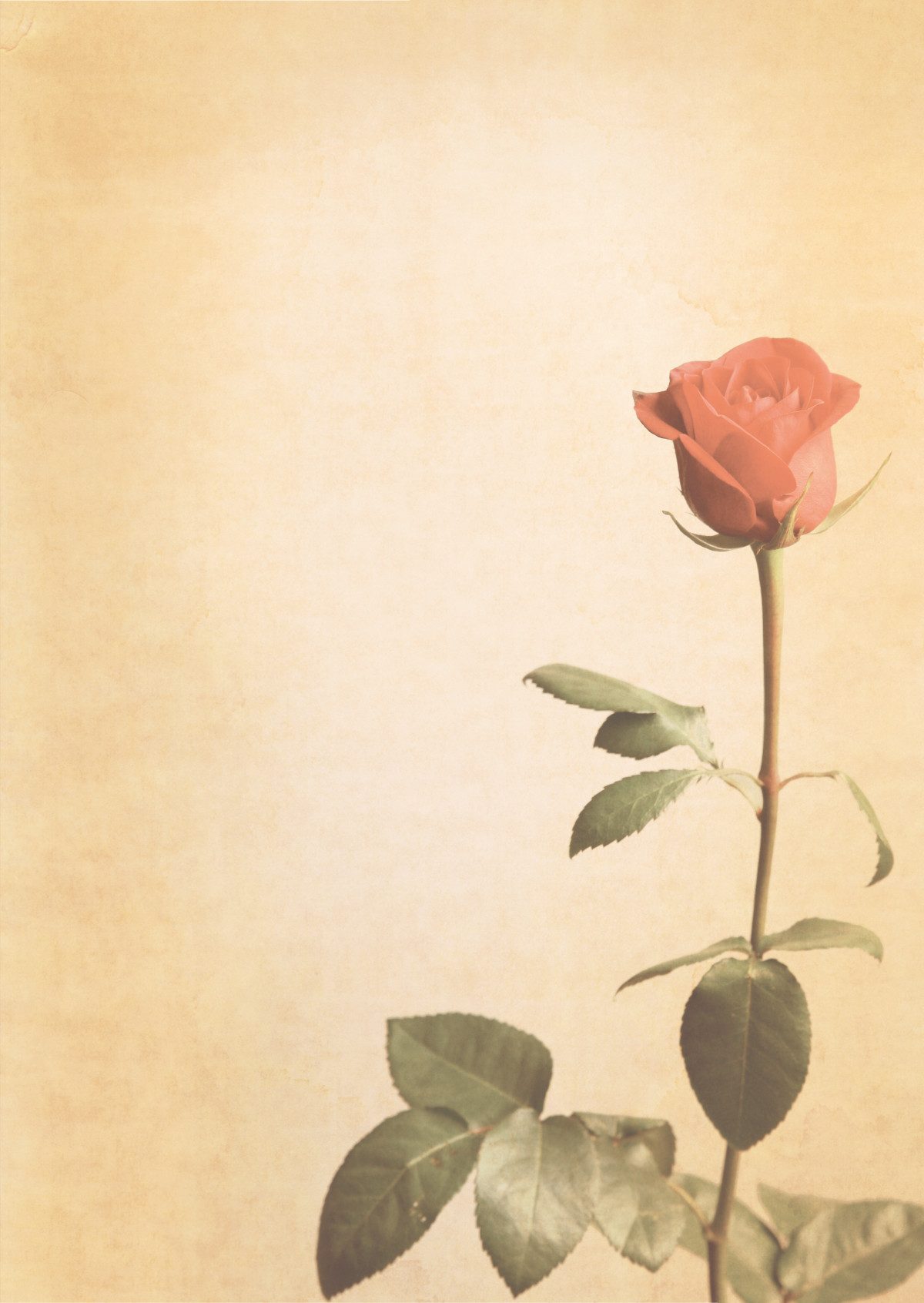 Die rote Rose ( MPA-5018 )
