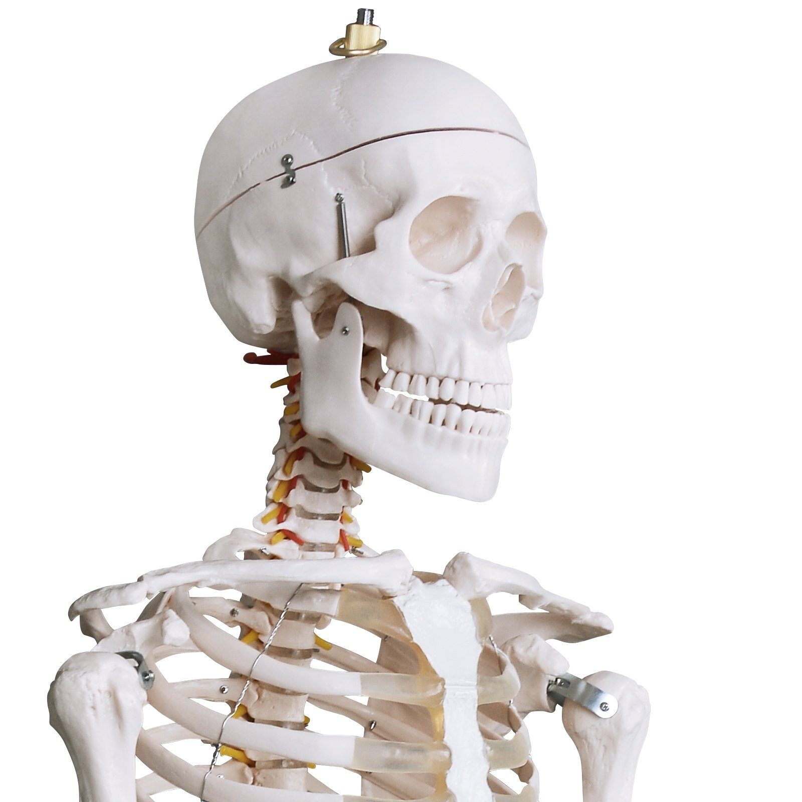 mit Skelett Anatomie 181.5 Skelett cm inkl. Lehrgrafik Schutzabdeckung, VENDOMNIA Dekoobjekt Ständer, Standfuss Poster, Lehrmittel, Menschliches Lebensgroß), (mit Lernmodell, klassisches Muskelbemalungdetails, und